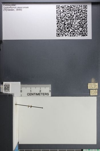 Media type: image;   Entomology 560712